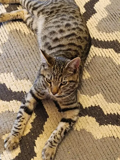 chat lost   30380 Saint-Christol-lez-Alès Titi