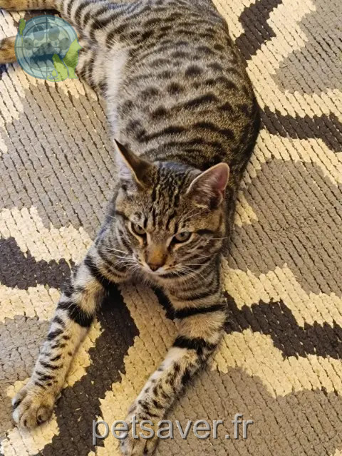 gato perdido 30380 Saint-Christol-lez-Alès Titi gato lost 30380 Saint-Christol-lez-Alès Titi