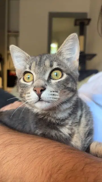 chat lost   30100 Alès Titi