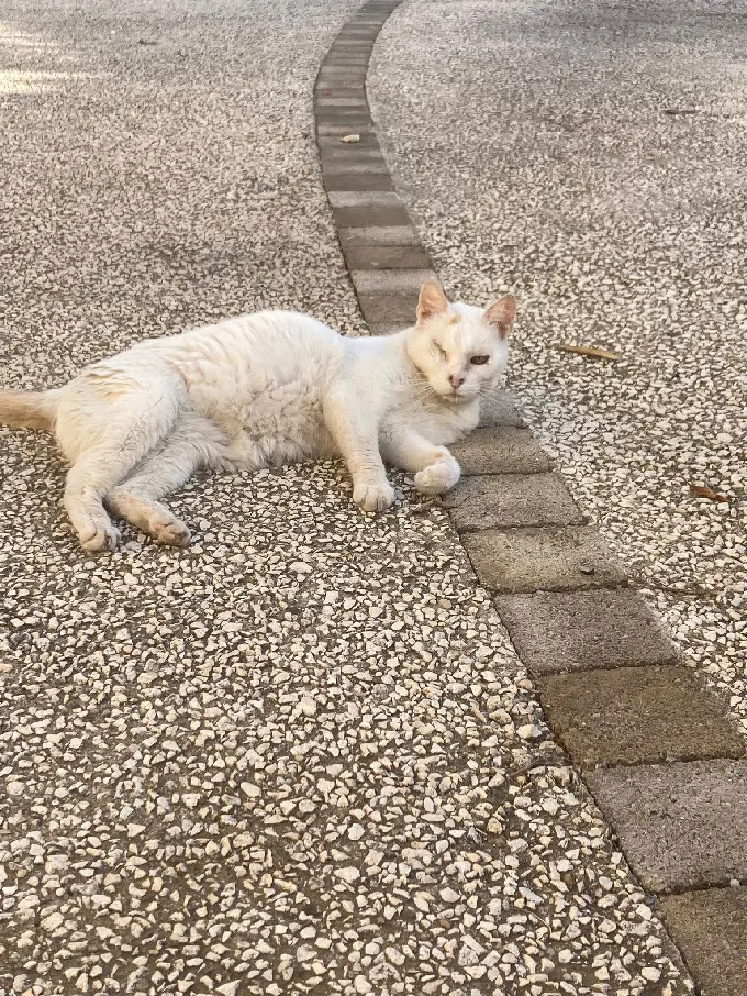 Chat Perdu 30 Gard - Titou Chat Perdu 30 Gard - Titou