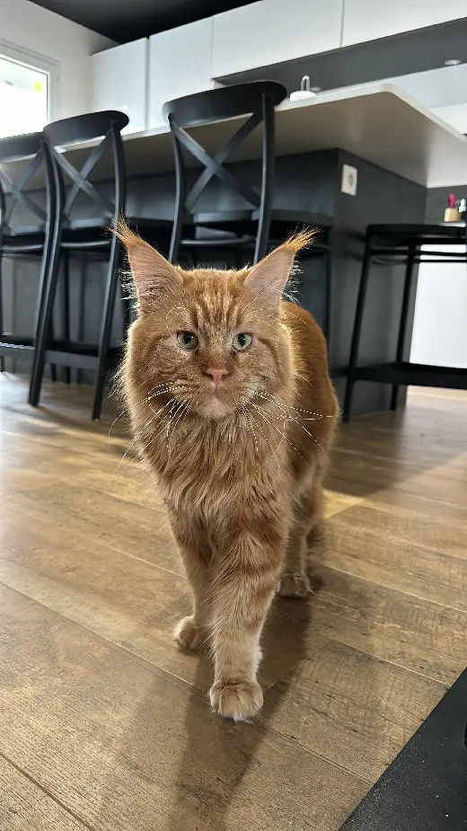 Chat Perdu 30 Gard - Tobby Chat Perdu 30 Gard - Tobby