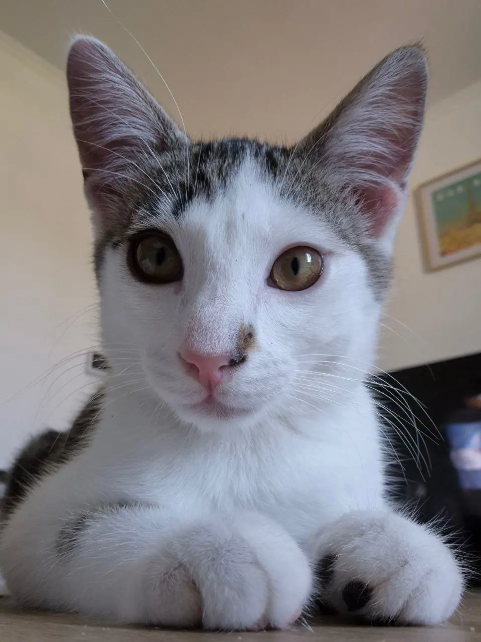 Chat Perdu 30 Gard - Tomi Chat Perdu 30 Gard - Tomi