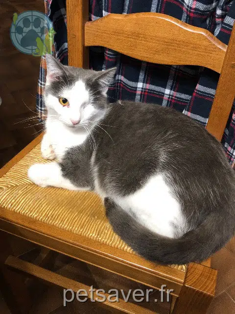 chat lost   30820 Caveirac Tommy