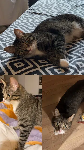 chat perdu 30600 Vauvert Uky chat lost 30600 Vauvert Uky