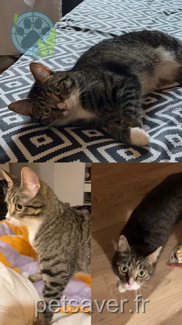 kater vermist 30600 Vauvert Uky kater lost 30600 Vauvert Uky