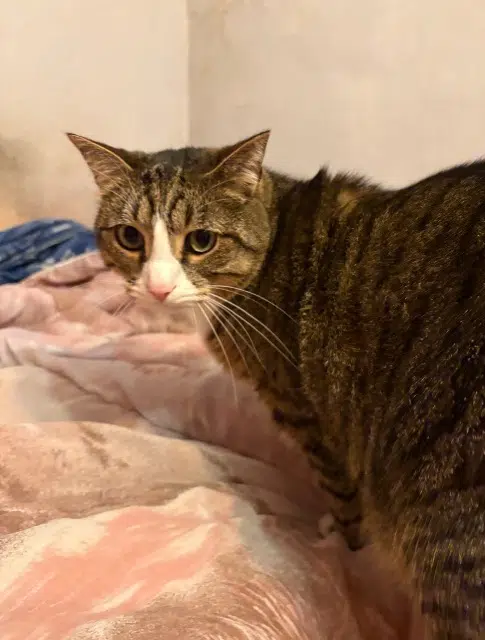 chat lost   30129 Manduel Ulysse