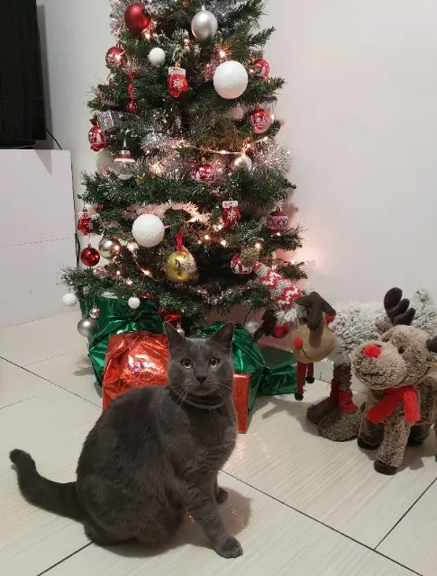 chat lost   30120 Le Vigan Ulysse