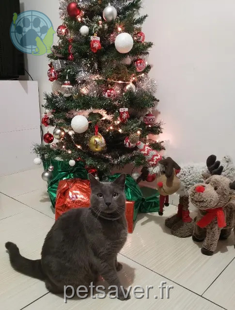 gato perdido 30120 Le Vigan Ulysse gato lost 30120 Le Vigan Ulysse