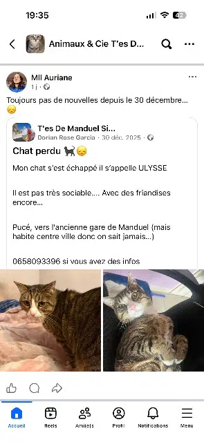 chat lost   30129 Manduel Ulysse