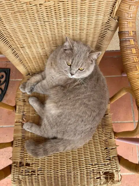 chat lost   30230 Bouillargues Upsy