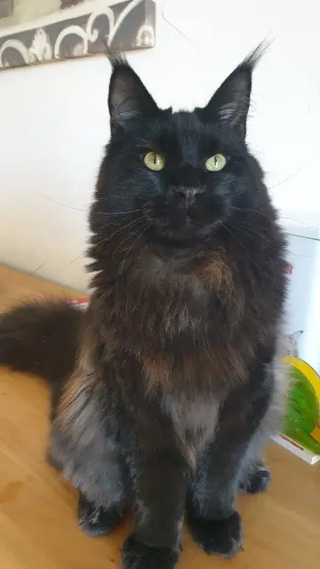 chat lost   30200 Bagnols-sur-Cèze Uriel