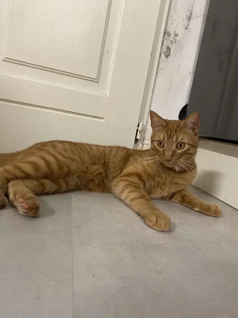 chat lost   30740 Le Cailar Volka