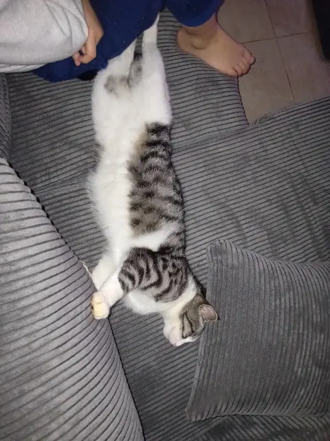 chat lost   30430 Saint-Jean-de-Maruéjols-et-Avéjan VROM