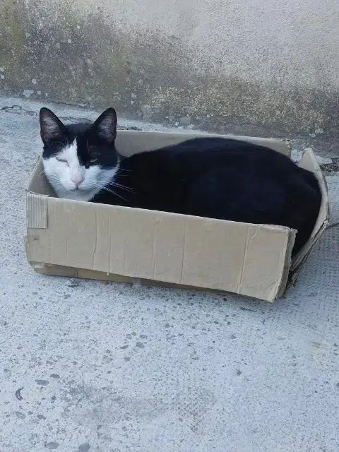 chat lost   30340 Saint-Privat-des-Vieux Western