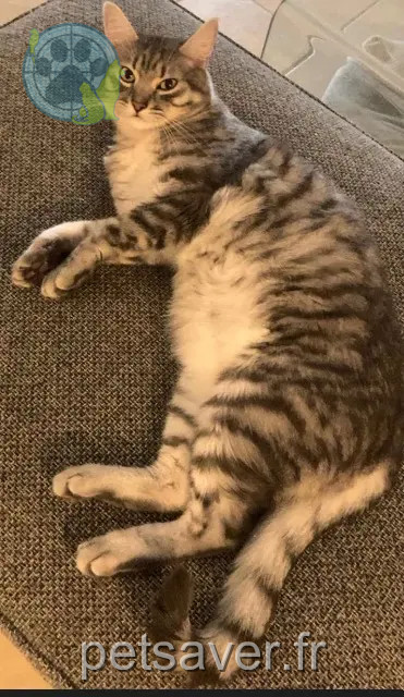 cat lost 30133 Les Angles Willy cat lost 30133 Les Angles Willy