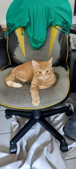 chat lost   30400 Villeneuve-lès-Avignon Wisper