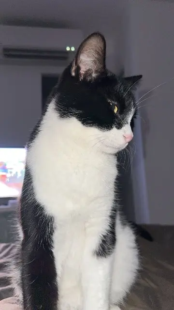 chat lost   30130 Pont-Saint-Esprit Yoda