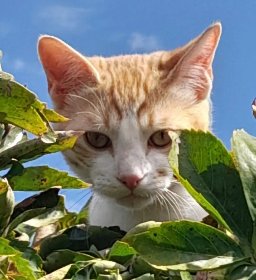 Chat Perdu 30 Gard - Yogi Chat Perdu 30 Gard - Yogi