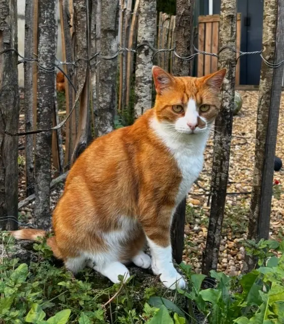 chat lost   30580 La Bruguière Yoshi