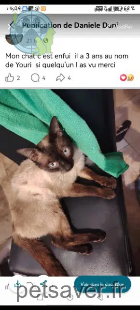 cat lost 30400 Villeneuve-lès-Avignon Youri