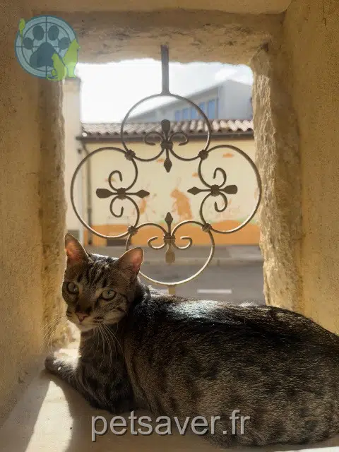 chat lost   30540 Milhaud Yuki