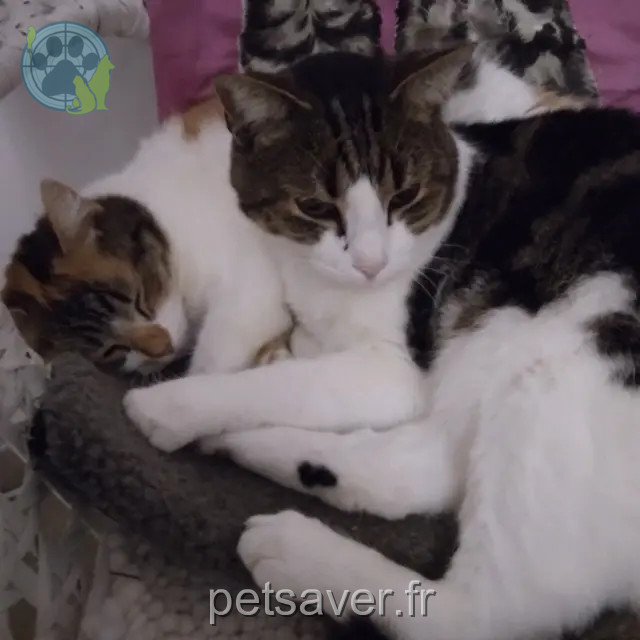 kater lost 30320 Marguerittes Zeus