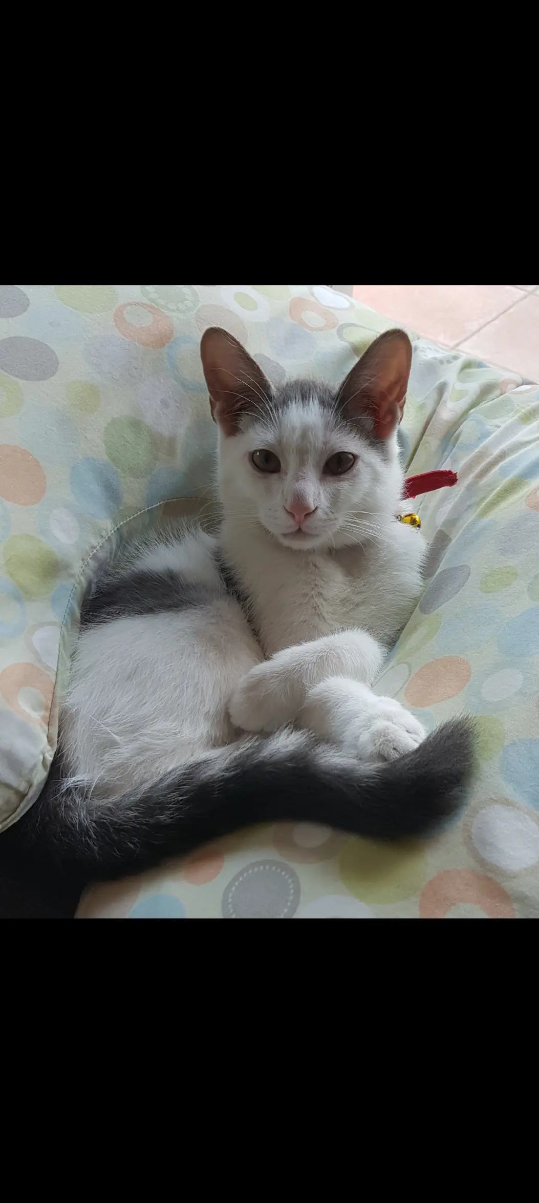 Chat Perdu 30 Gard Chat Perdu 30 Gard