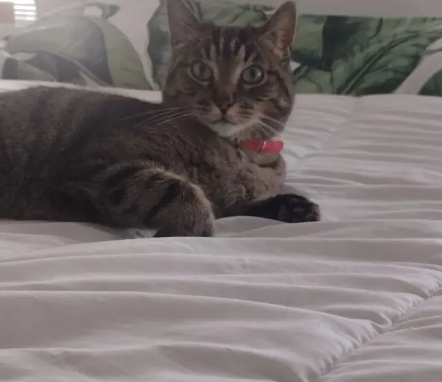gato perdido 30540 Milhaud Éliot gato lost 30540 Milhaud Éliot