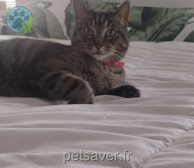 gatto perso 30540 Milhaud Éliot gatto lost 30540 Milhaud Éliot