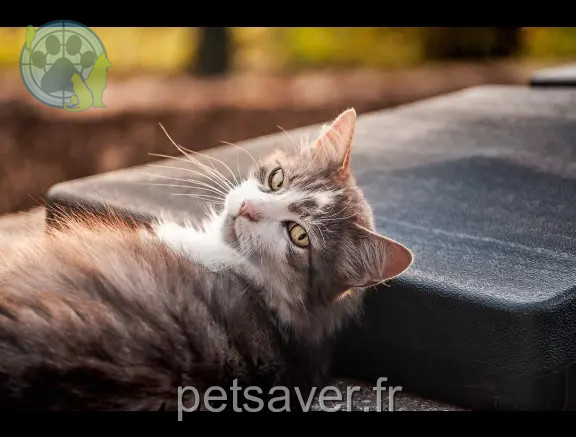 Chat Perdu 31 Haute-Garonne Chat Perdu 31 Haute-Garonne