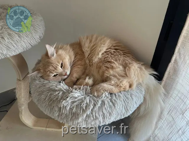 cat lost 31380 Montastruc-la-Conseillère Alan cat lost 31380 Montastruc-la-Conseillère Alan