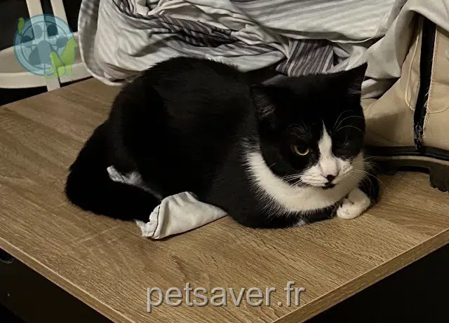 chat lost   31800 Saint-Gaudens Aris