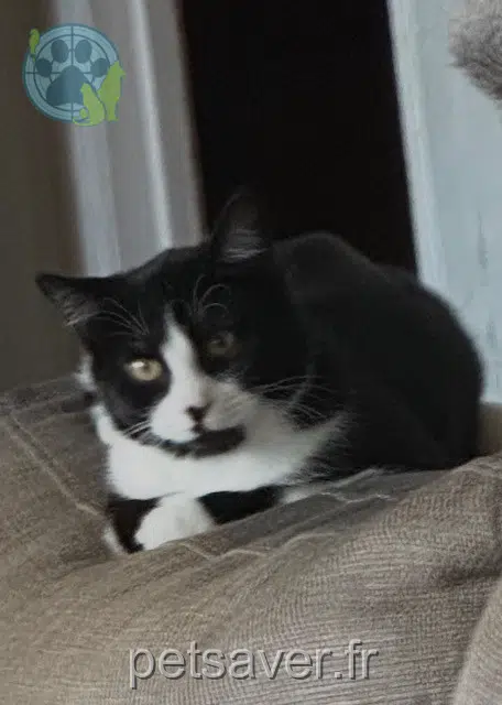 chat lost   31800 Saint-Gaudens Aris