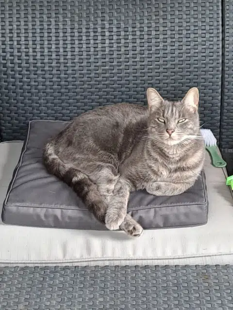 chat lost   31770 Colomiers Atchoum