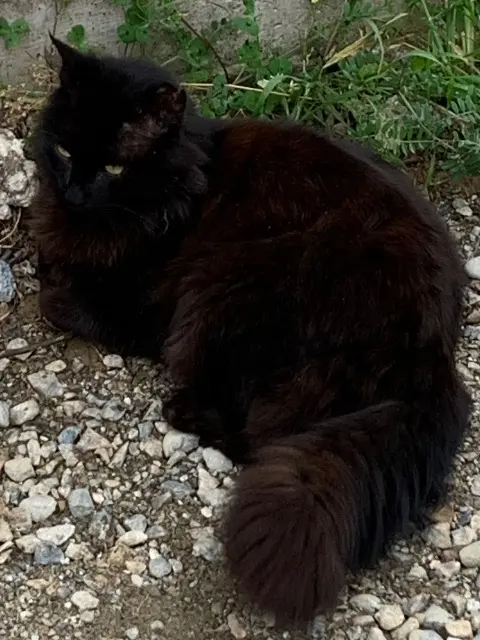 chat lost   31830 Plaisance-du-Touch Attila
