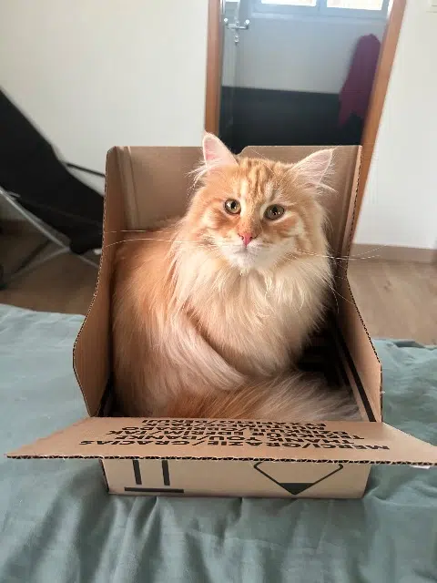 chat lost   31370 Rieumes Azur