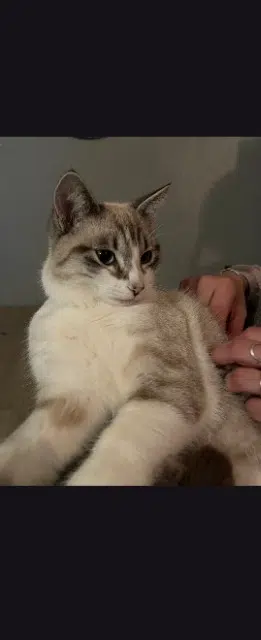 gato perdido 31790 Saint-Jory Azur gato lost 31790 Saint-Jory Azur