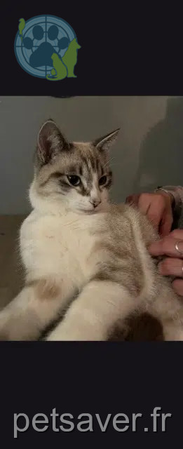 gato perdido 31790 Saint-Jory Azur gato lost 31790 Saint-Jory Azur