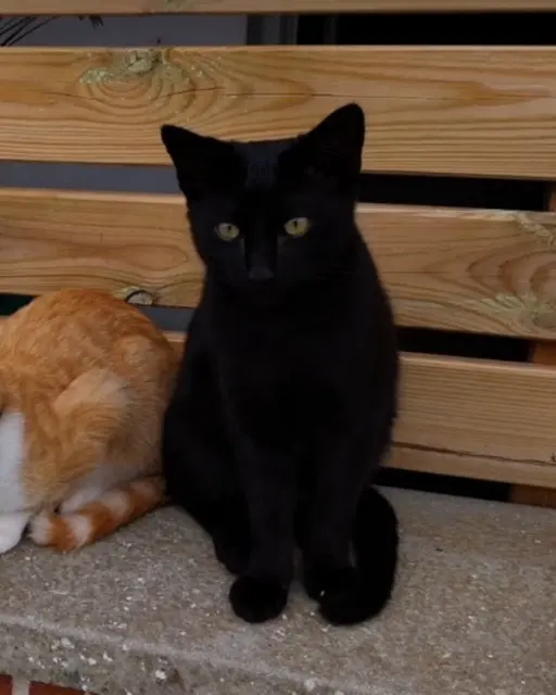 chat lost   31170 Tournefeuille Baghera