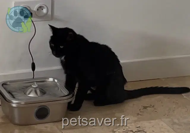 chat lost 31270 Frouzins Bambou
