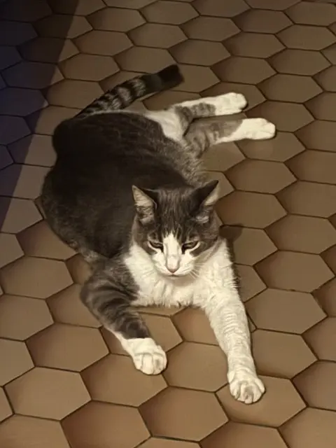 chat lost   31520 Ramonville-Saint-Agne Bastill