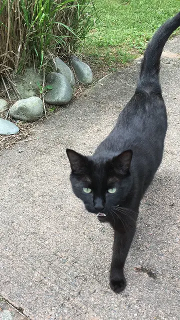 chat lost   31380 Villariès Bibi