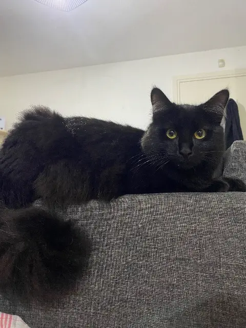 chat lost   31150 Gratentour Billy