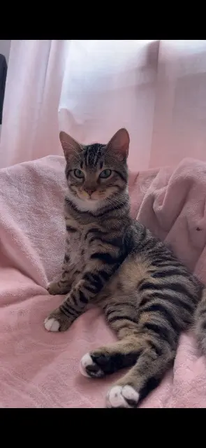 gatto perso 31150 Gratentour Bimo gatto lost 31150 Gratentour Bimo
