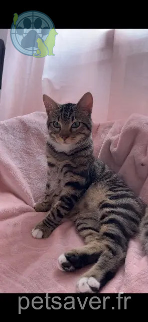 chat perdu 31150 Gratentour Bimo chat lost 31150 Gratentour Bimo