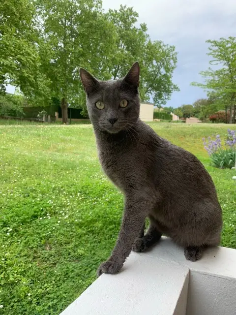 chat lost   31850 Montrabé Black
