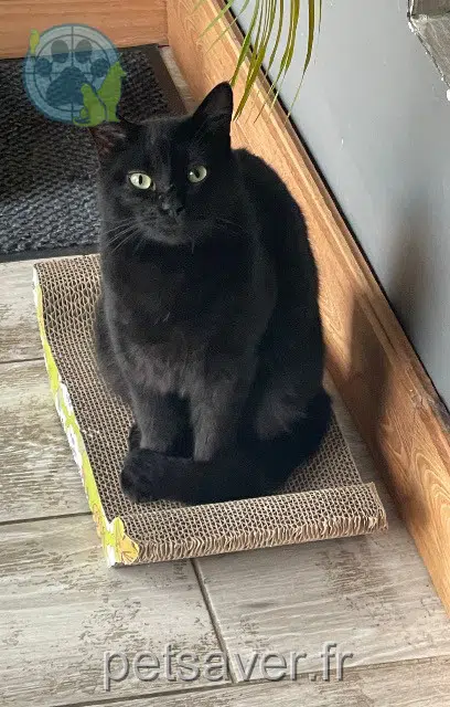 chat lost   31620 Villaudric Blacky