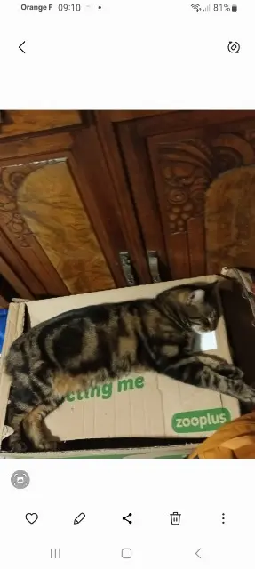 chat perdu 31810 Venerque Blaky chat lost 31810 Venerque Blaky