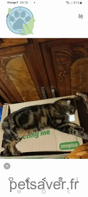 kater vermist 31810 Venerque Blaky kater lost 31810 Venerque Blaky