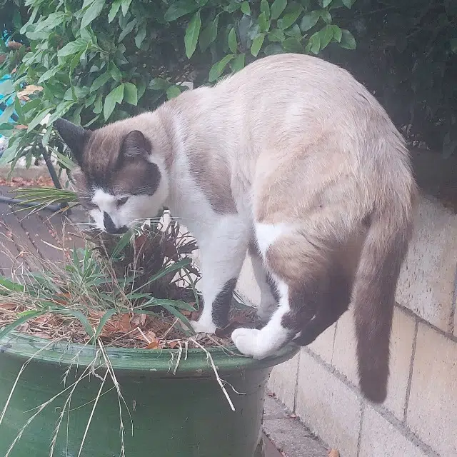 chat lost   31700 Cornebarrieu Blanco